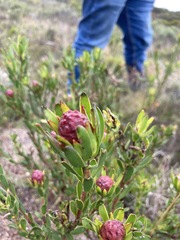 Leucadendron stelligerum