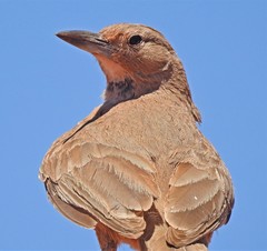 Pseudoseisura gutturalis