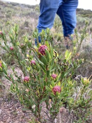 Leucadendron stelligerum