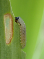 Rhadinoceraea micans