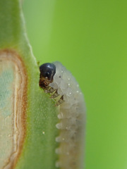 Rhadinoceraea micans