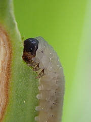 Rhadinoceraea micans