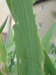 Rhadinoceraea micans