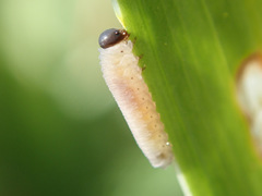 Rhadinoceraea micans