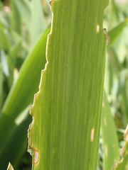 Rhadinoceraea micans