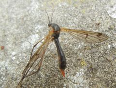 Ptychoptera albimana