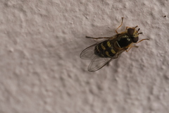Lapposyrphus lapponicus