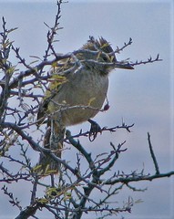 Pseudoseisura gutturalis