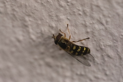 Lapposyrphus lapponicus