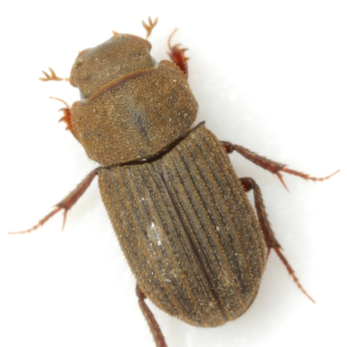 Ataenius imbricatus (Melsheimer, 1845)