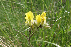 Chamaecytisus supinus