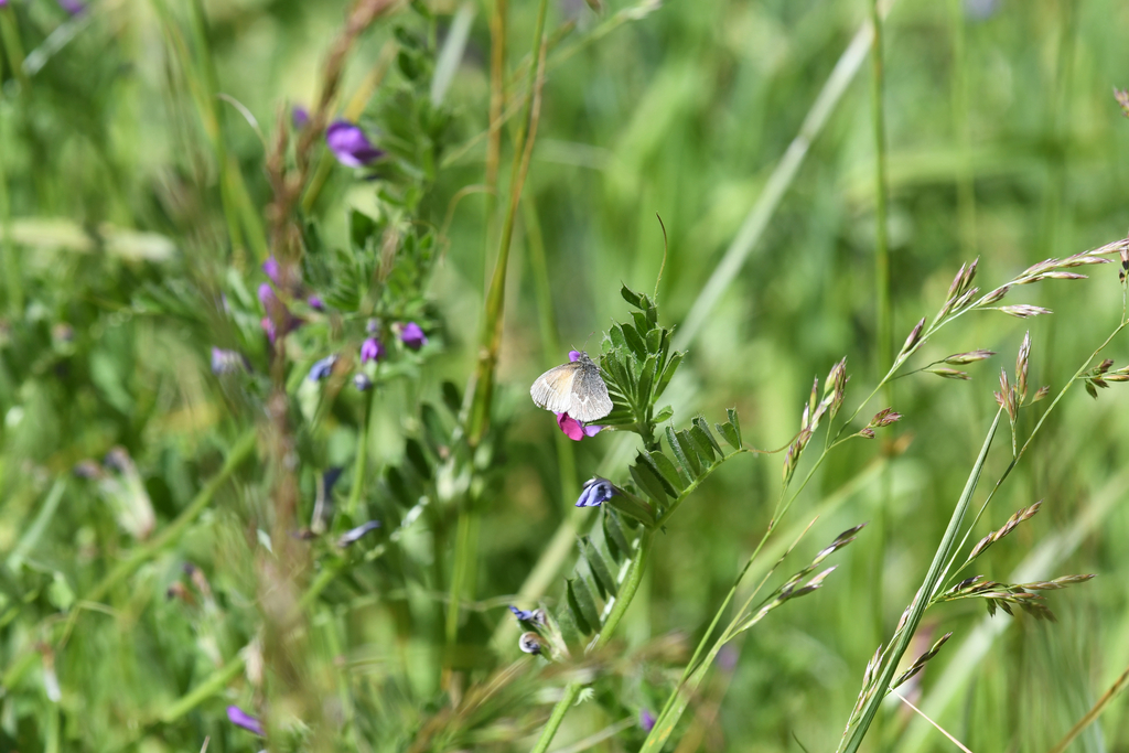Common Ringlet from Golden Gate Natl. Rec. Area MA, Marin, Golden