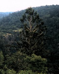 Araucaria bidwillii