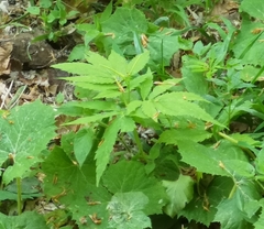 Cardamine kitaibelii
