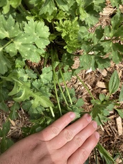 Lamprocapnos spectabilis