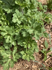Lamprocapnos spectabilis