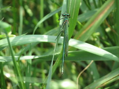 Calopteryx virgo