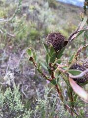 Leucadendron stelligerum