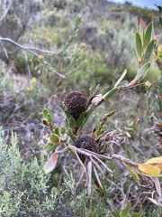 Leucadendron stelligerum