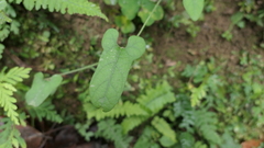 Aristolochia kaempferi