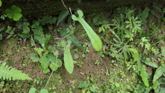 Aristolochia kaempferi