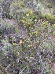 Leucadendron stelligerum