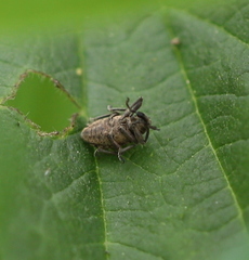 Hypera conmaculata