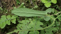 Aristolochia kaempferi