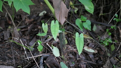 Dioscorea japonica