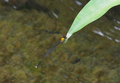 Prodasineura croconota