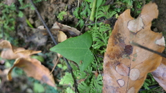 Solena amplexicaulis