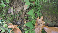 Solena amplexicaulis