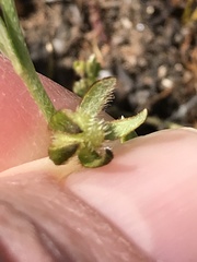 Plagiobothrys greenei