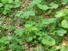 Cardamine kitaibelii