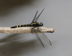 Onychothemis tonkinensis