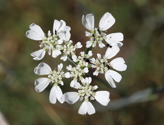 Orlaya grandiflora