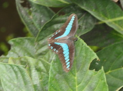 Graphium sarpedon connectens