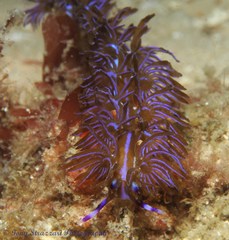 Pteraeolidia ianthina