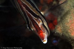 Chelmonops truncatus