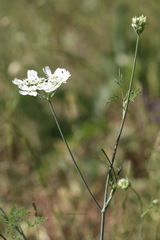 Orlaya grandiflora