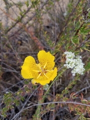 Calochortus weedii
