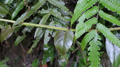 Cissus pteroclada