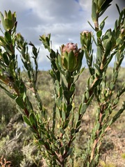 Leucadendron stelligerum