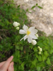 Thalictrum tuberosum