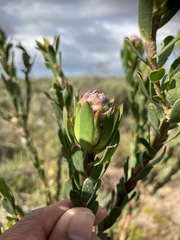 Leucadendron stelligerum
