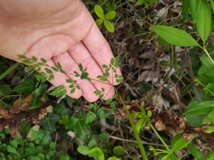 Thalictrum tuberosum