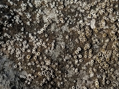 Myriolecis semipallida