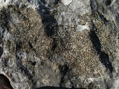 Myriolecis semipallida