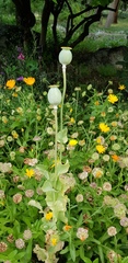 Papaver
