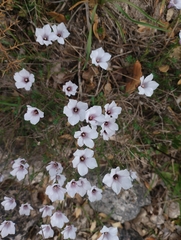 Linum appressum appressum